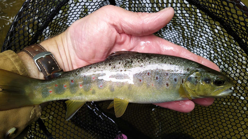 Photo of the catapult cast trout